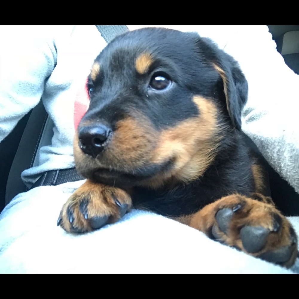 Meet your Posher, Adam